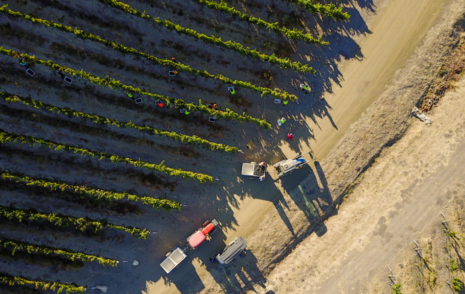 Paso Robles Vineyard Aerial View
