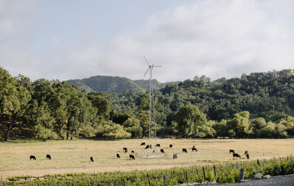 Paso Robles Angus Pasture