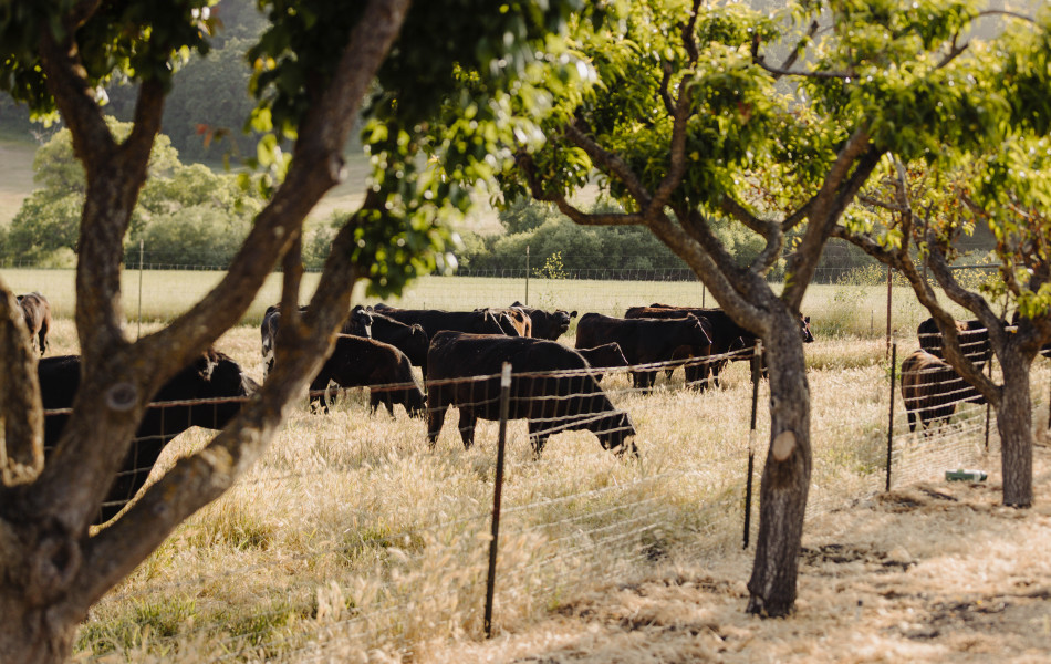 Paso Robles Angus Beef