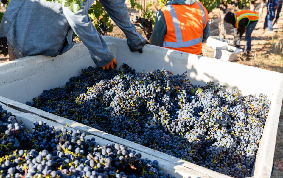 Paso Robles Wine Grapes