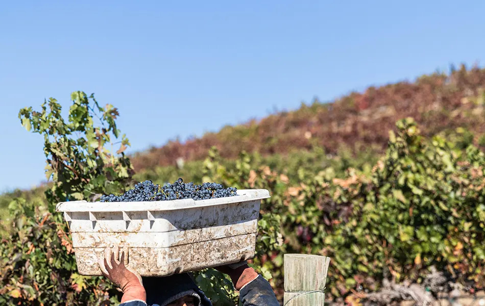 Oso Libre Paso Robles Harvest