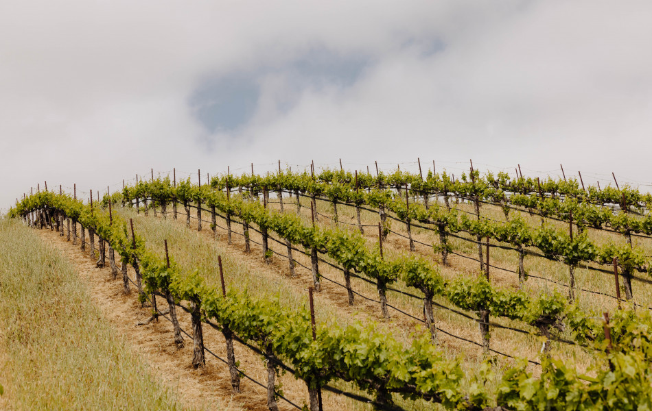 Paso Robles Vineyard